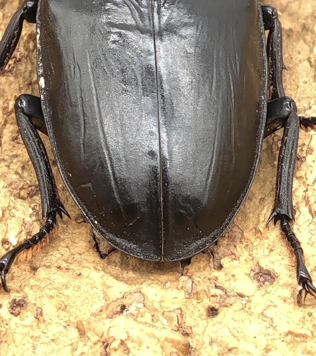 【能勢産SR血統】即ブリ1906 同腹89.0mm 国産 オオクワガタ オス単品 ♂85.6mm 能勢SR_4