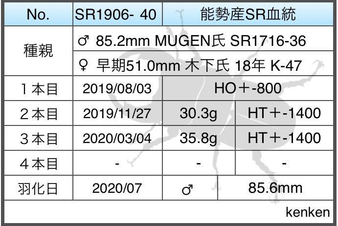 【能勢産SR血統】即ブリ1906 同腹89.0mm 国産 オオクワガタ オス単品 ♂85.6mm 能勢SR_5