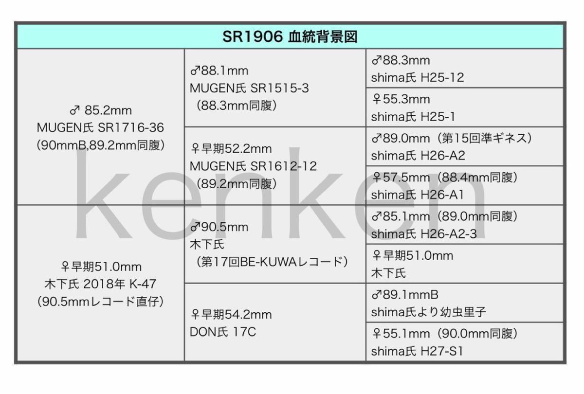 【能勢産SR血統】即ブリ1906 同腹89.0mm 国産 オオクワガタ オス単品 ♂85.6mm 能勢SR_6