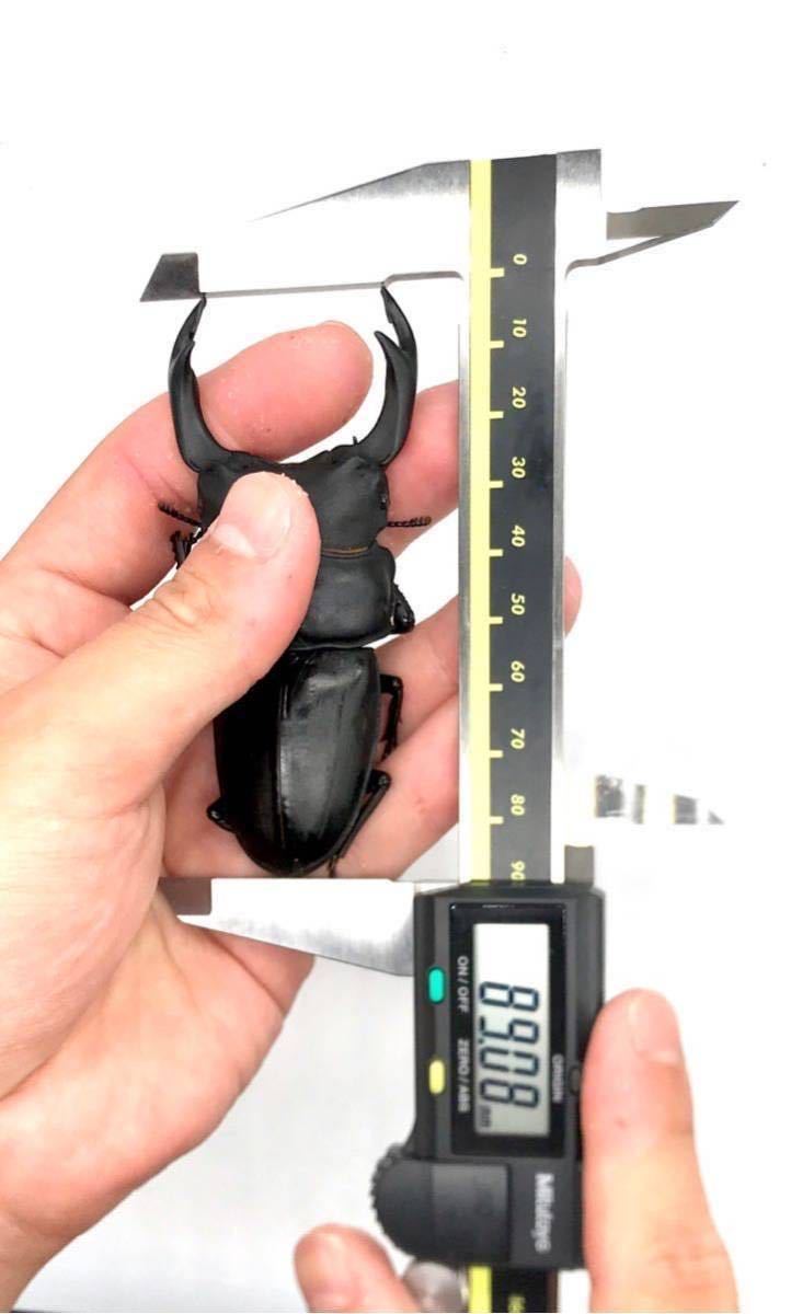 【能勢産SR血統】即ブリ1906 同腹89.0mm 国産 オオクワガタ オス単品 ♂85.6mm 能勢SR_7