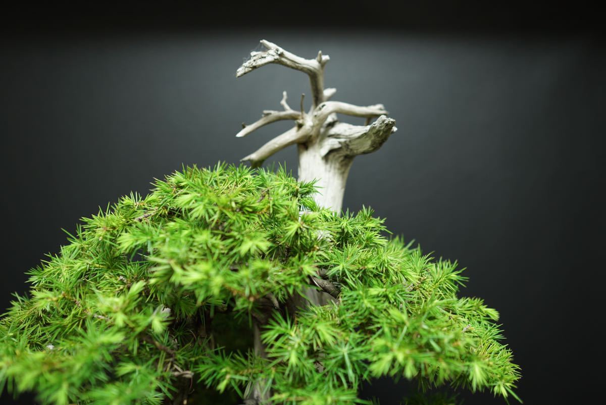 【中品 山採り 杜松盆栽】　　　　　　⭕見事な天然舎利❗真柏 山採り 杜松》杜松盆栽 山採り 杜松 山取り 山木 / 真柏 五葉松 黒松