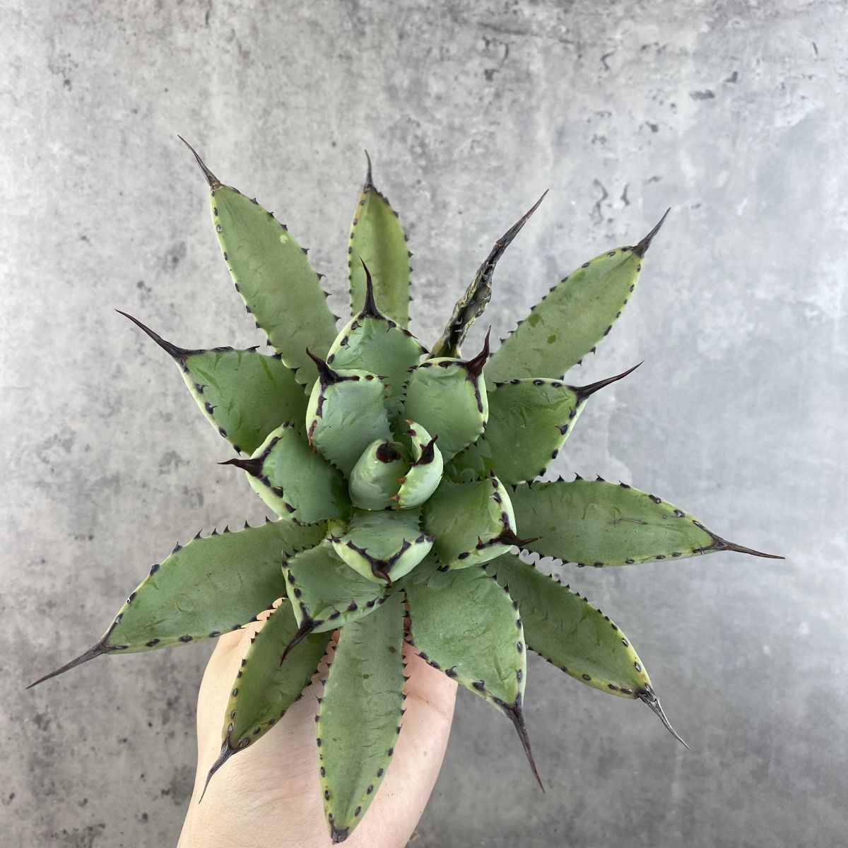 チタノタ アガベ Agave 八荒雷神 | 特選 曲棘八雷 ⁄ 現品お届けアガベ
