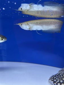 アロワナ 値段 ランキング