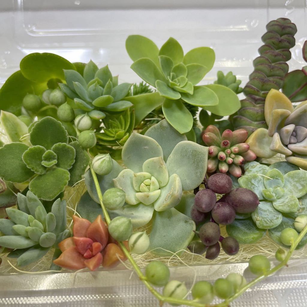 多肉植物＊カット苗 勢いづい 30g分 ＊アロマティカス入り☺︎