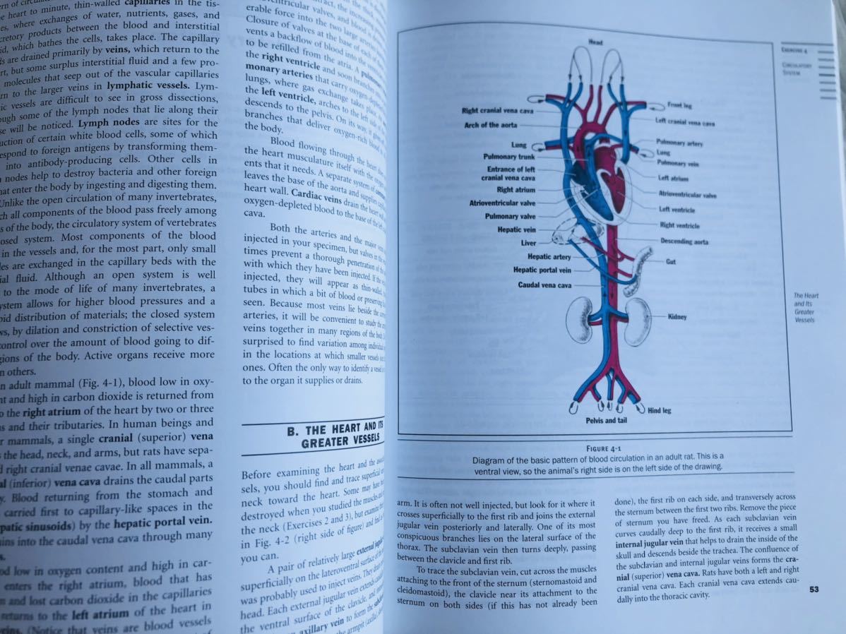 洋書 ラットの解剖 Anatomy Dissection Of The Rat 生物学 売買されたオークション情報 Yahooの商品情報をアーカイブ公開 オークファン Aucfan Com