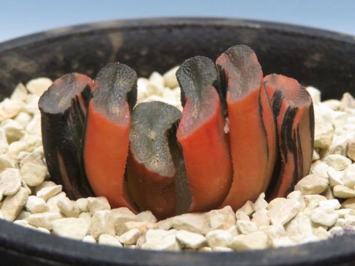 15 ハオルチア 玉扇錦(清-2) 赤斑系 極上斑 サボテン 多肉植物