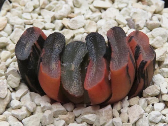15 ハオルチア 玉扇錦(清-2) 赤斑系 極上斑 サボテン 多肉植物 ハオルチア