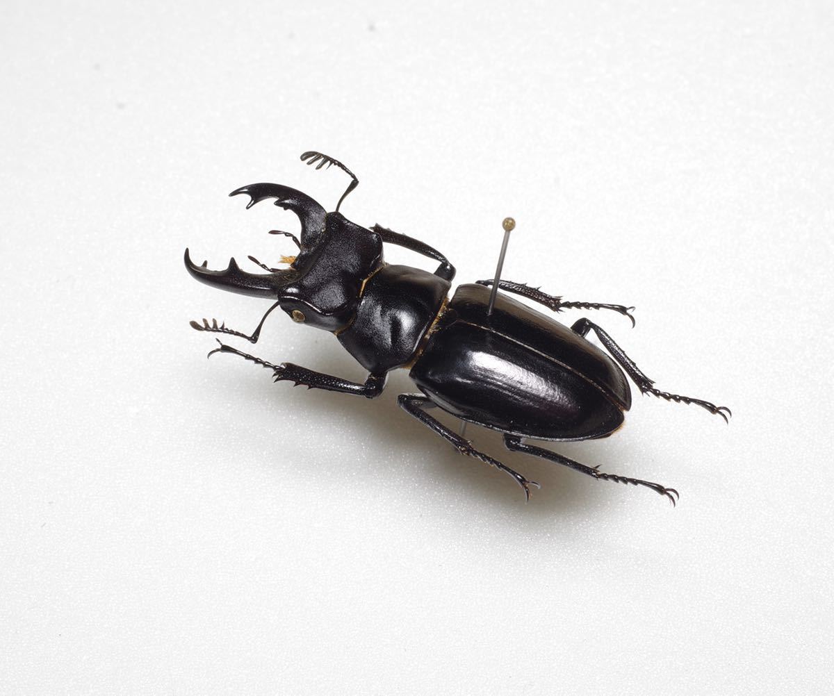 昆虫標本】ミクラミヤマクワガタ 標本 野生 ワイルド 黄紋型 昆虫標本