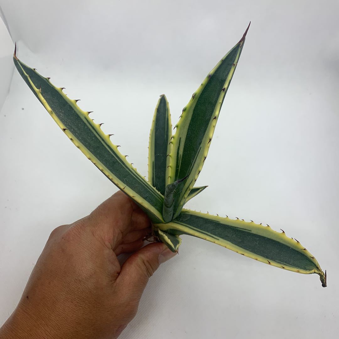 観葉植物 【親株販売】輸入株アガベサルミアーナフェロックス錦斑入