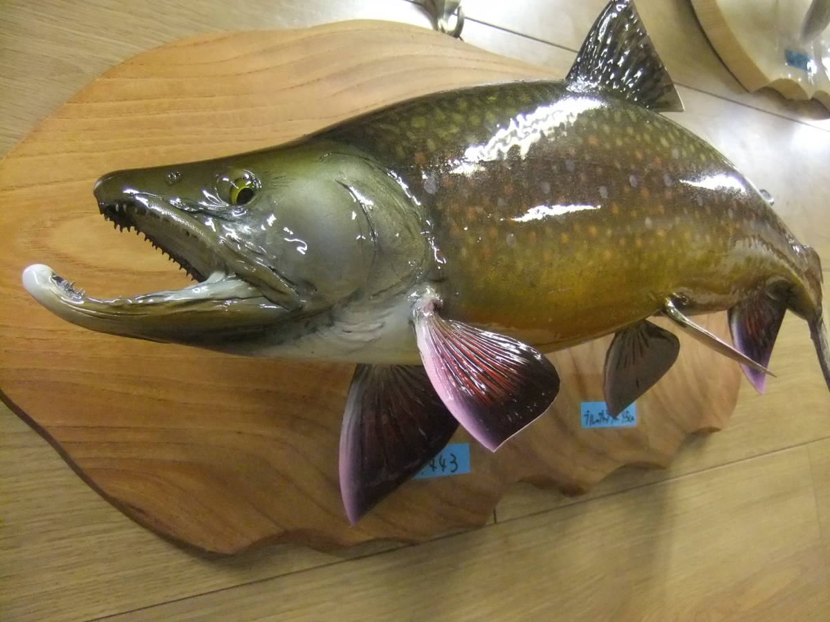 剥製 魚類剥製工房エフクラフト イケメンブルックトラウト三口雄40