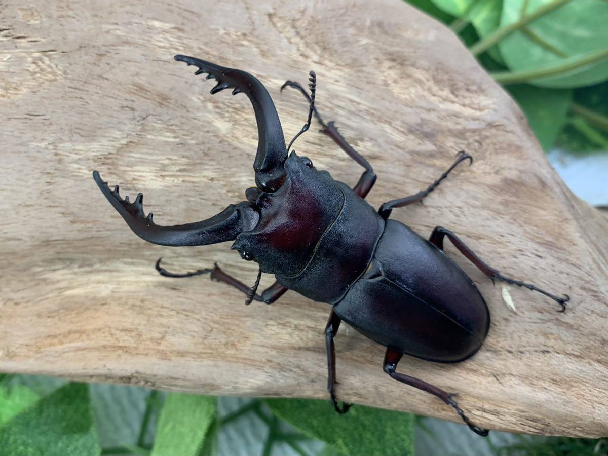 Sparkle Beetle】宮崎県産 天然大型ノコギリクワガタ♂70.0mmペア