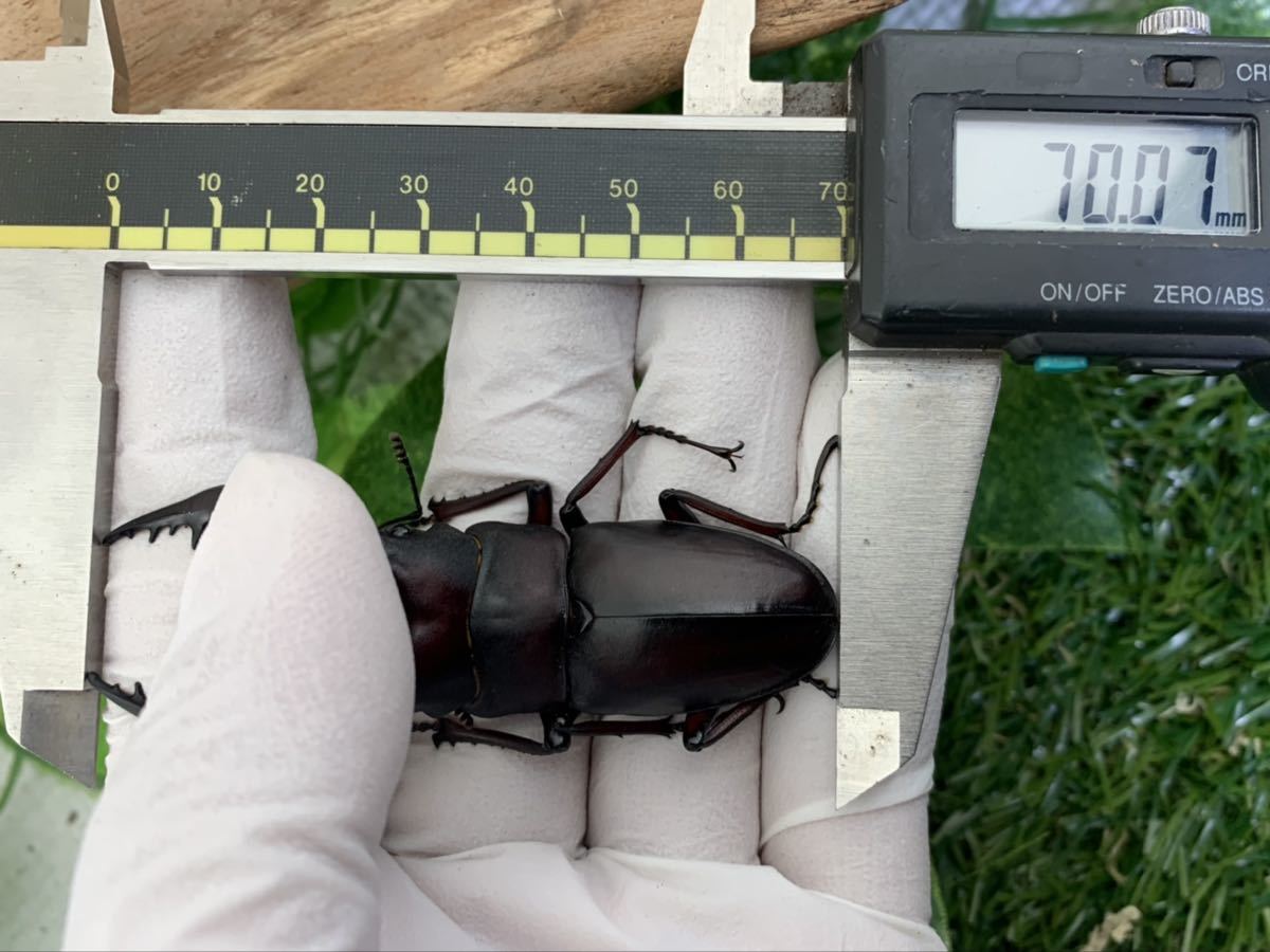 Sparkle Beetle】宮崎県産 天然大型ノコギリクワガタ♂70.0mmペア