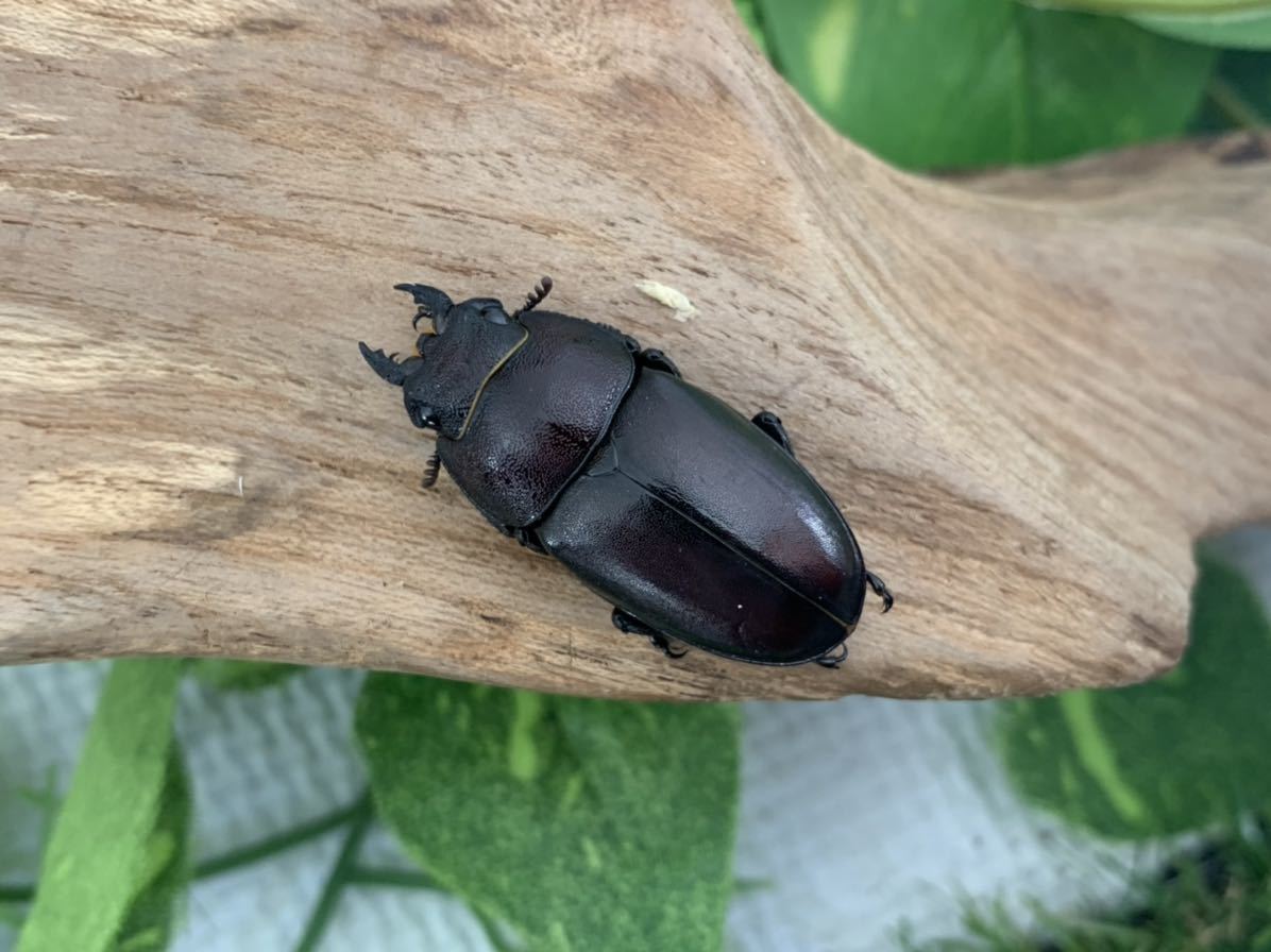 Sparkle Beetle】宮崎県産 天然大型ノコギリクワガタ♂70.0mmペア