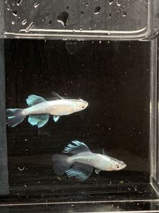 青蝶のヤフオク の相場 価格を見る ヤフオク の青蝶のオークション売買情報は222件が掲載されています