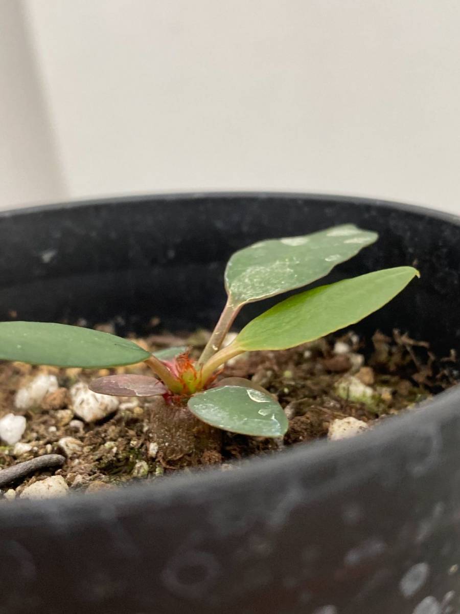 低価，新作登場 イ212 多肉植物 実生 ユーフォルビア ラメナ 種から発芽 Euphorbia ramena(観葉植物)｜売買されたオークション情報、yahooの商品情報をアーカイブ公開 - オークファン その他