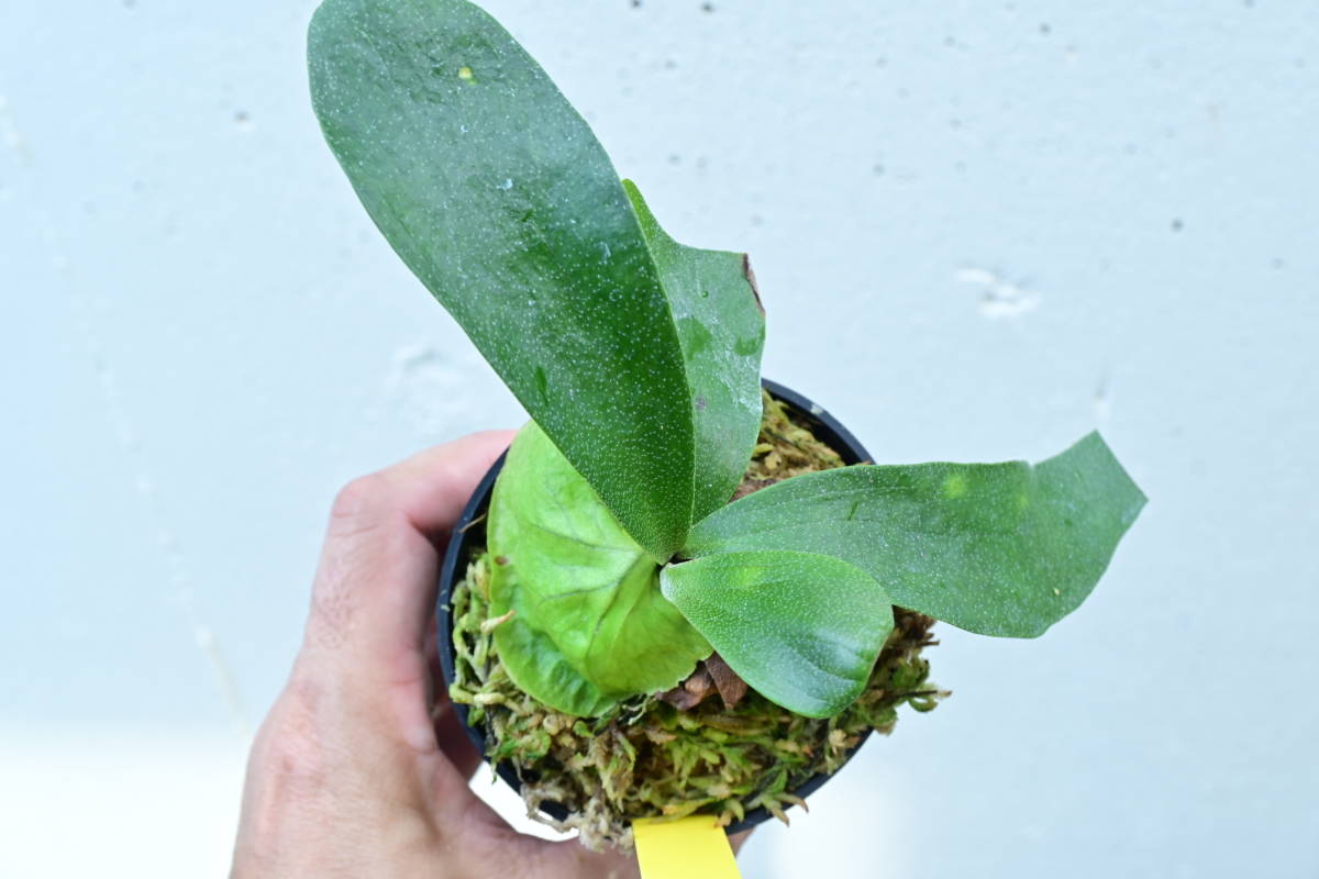 P. hillii 'Panama' 成長記録 2025.4.11｜🍀GreenSnap（グリーンスナップ）