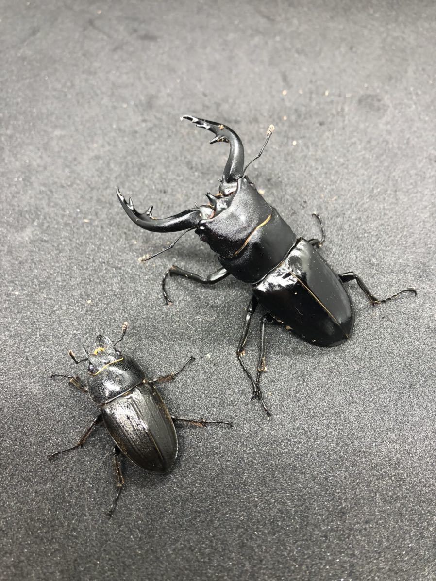 オオクワガタ【能勢YG血統】 新成虫ペア ♂79.5mm ♀52.2mm