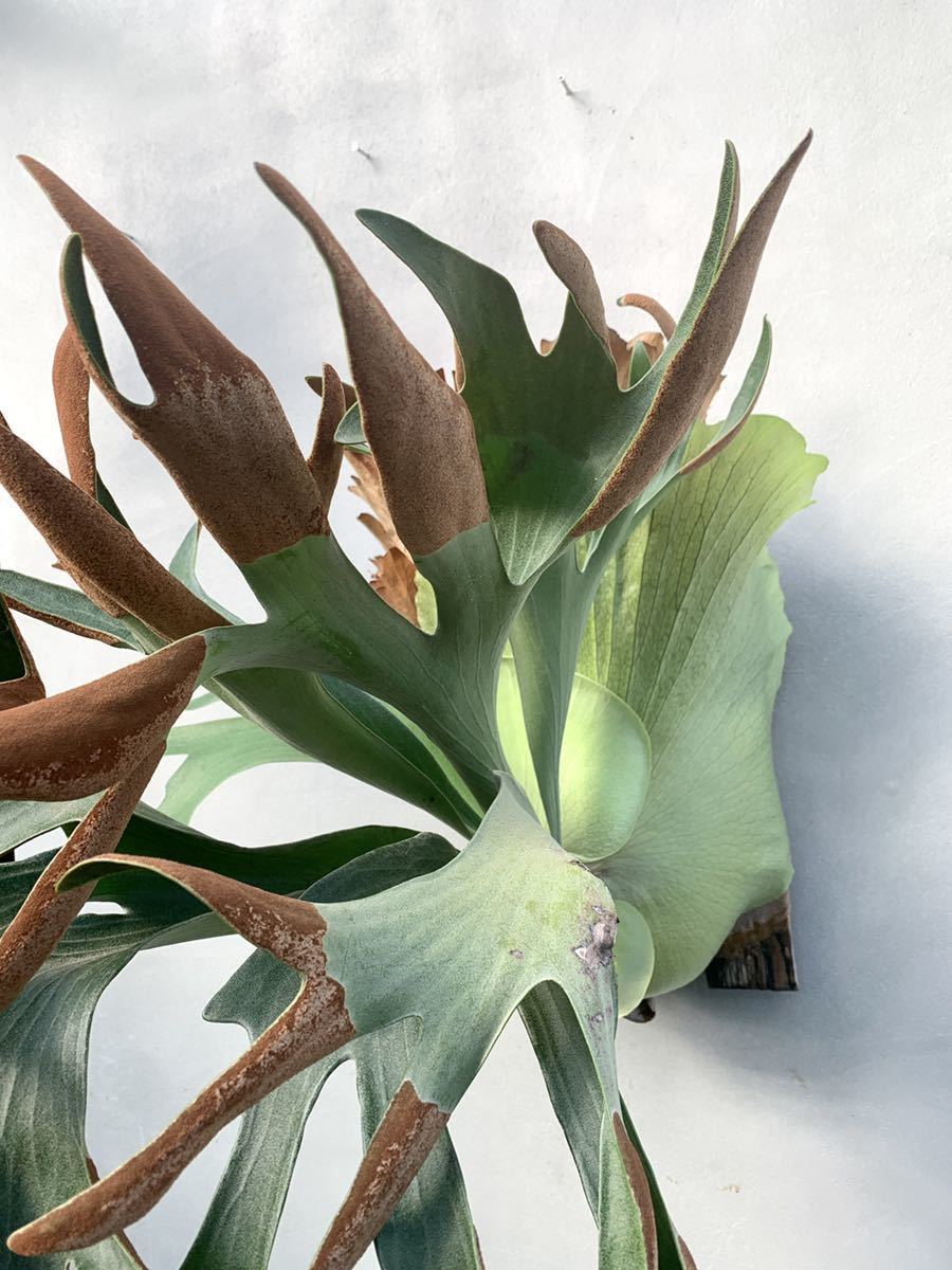 オリジナル 子株 P. FSQ vp#2 De La Rocha ビカクシダ P. FSQ (vp#2 De