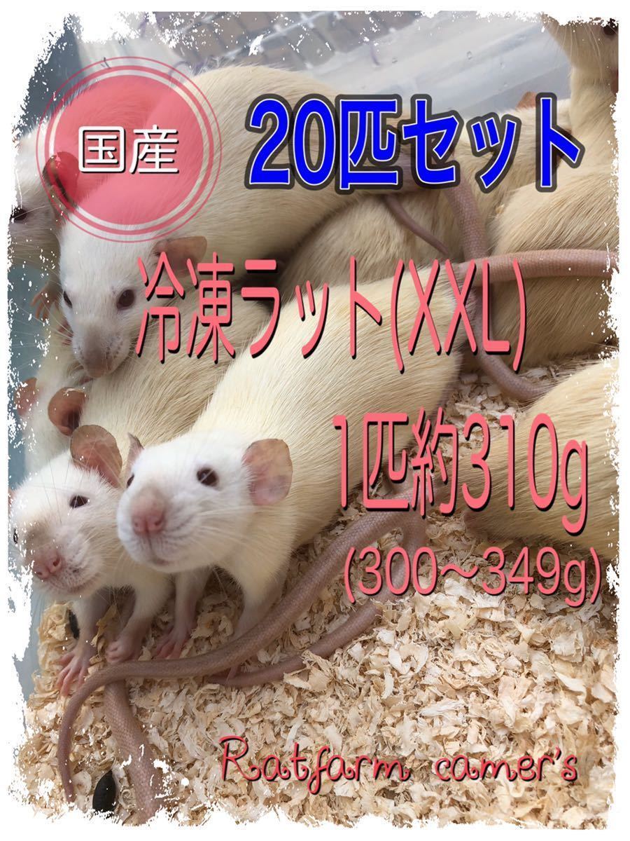 国産 冷凍ラット（XXL） 約310g 20匹セット 国産冷凍ラット 【公式通販】
