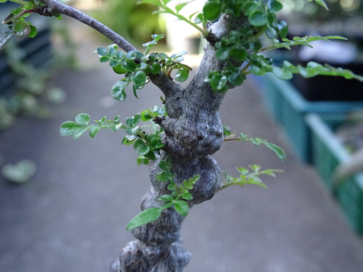 パキプス オペルクリカリア デカリー 発根管理中塊根植物・現地株 