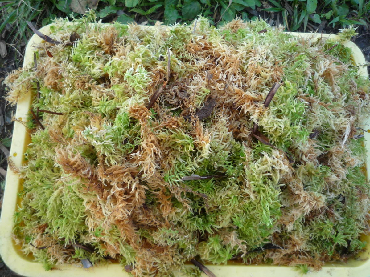 サラセニア枯葉混入８kg生ミズゴケ 送込 100s1000 生水苔 ペット用アイテム 魚類 水生生物 売買されたオークション情報 Yahooの商品情報をアーカイブ公開 オークファン Aucfan Com