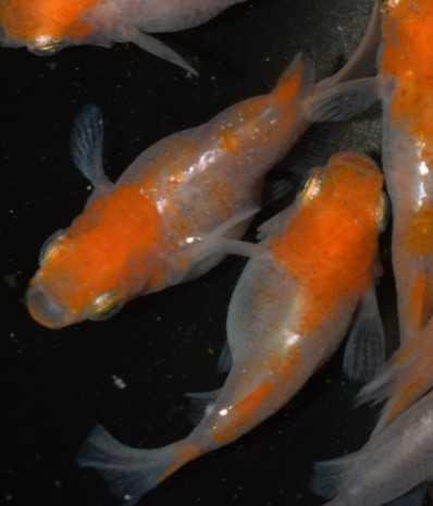 超極上めだか 今回大量 プラチナ牡丹ダルマめだかの卵 50個 A個 プラチナ牡丹だるまメダカ めだか卵 メダカ卵 めだか 売買されたオークション情報 Yahooの商品情報をアーカイブ公開 オークファン Aucfan Com