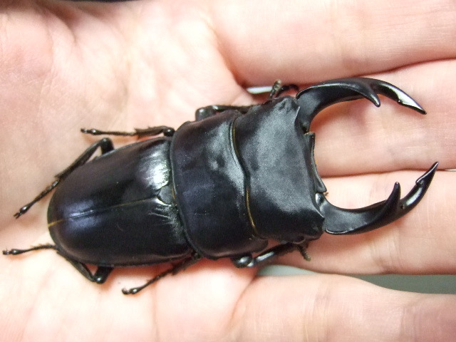 焚き火テーブルゴトクごとく折り畳みテーブル折りたたみテーブル