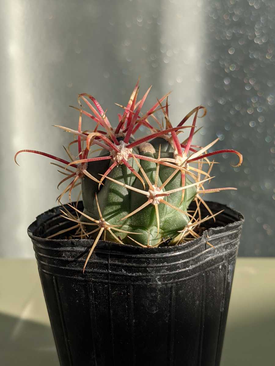 サボテン　フェロカクタス サボテン：フェロカクタス 旋風玉*幅21cm 現品！一品限り ☆根未確認