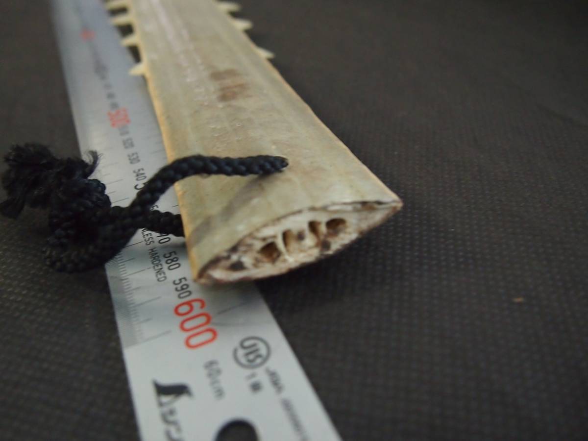 ノコギリエイ 吻 サメ 長さ60㎝ 歯 ギザギザ ノコギリ ソー 剥製 標本