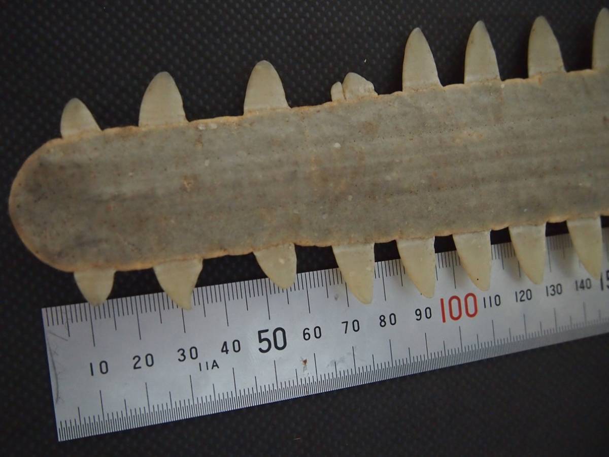 ノコギリエイ 吻 サメ 長さ60㎝ 歯 ギザギザ ノコギリ ソー 剥製 標本
