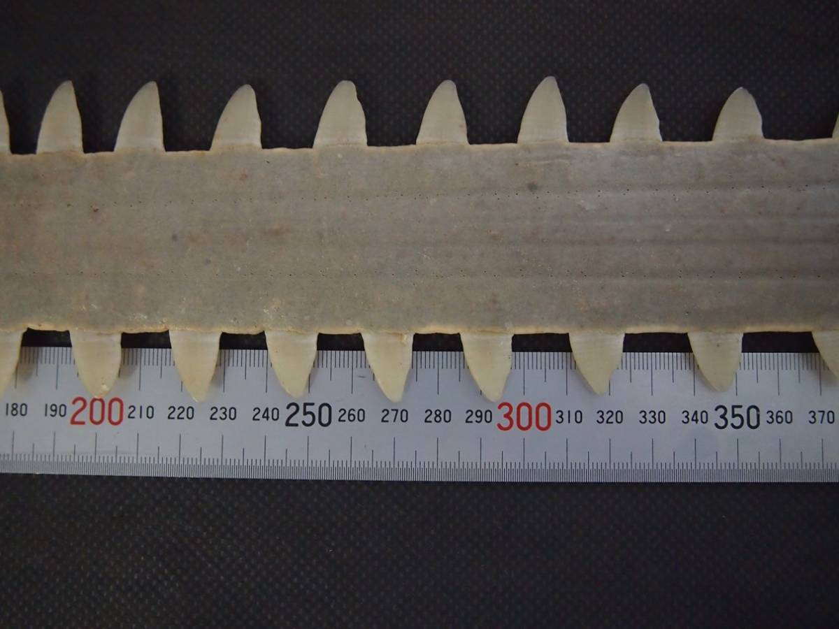 ノコギリエイ 吻 サメ 長さ60㎝ 歯 ギザギザ ノコギリ ソー 剥製 標本