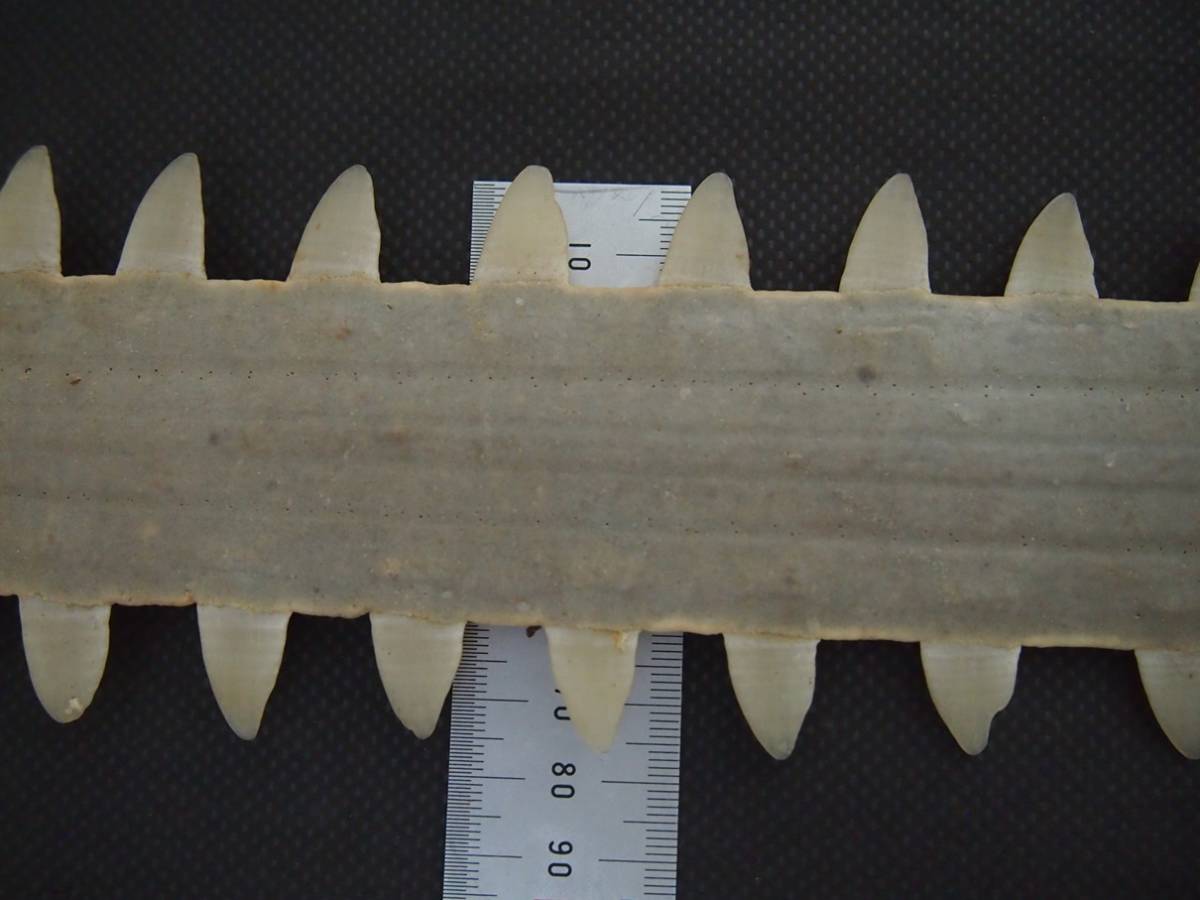 ノコギリエイ 吻 サメ 長さ60㎝ 歯 ギザギザ ノコギリ ソー 剥製 標本