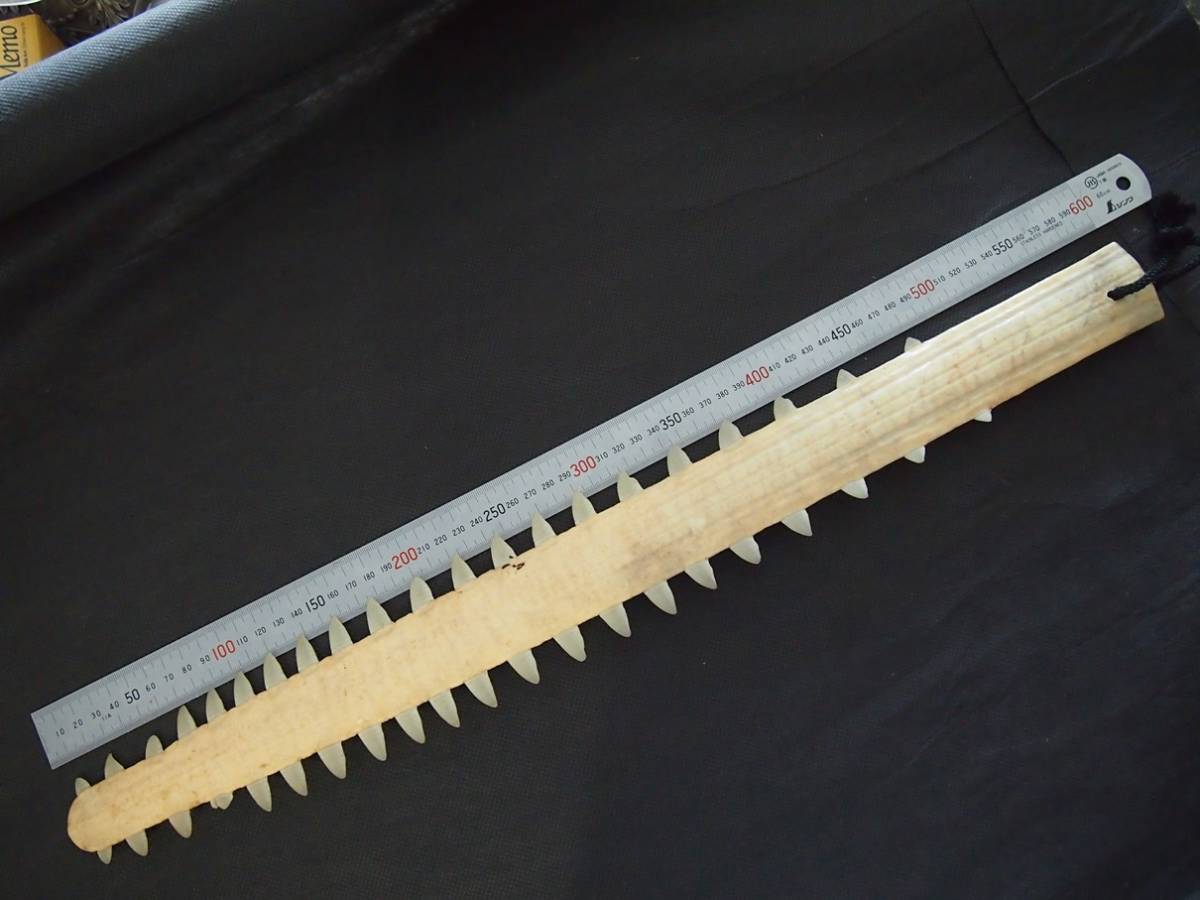 ノコギリエイ 吻 サメ 長さ60㎝ 歯 ギザギザ ノコギリ ソー 剥製 標本