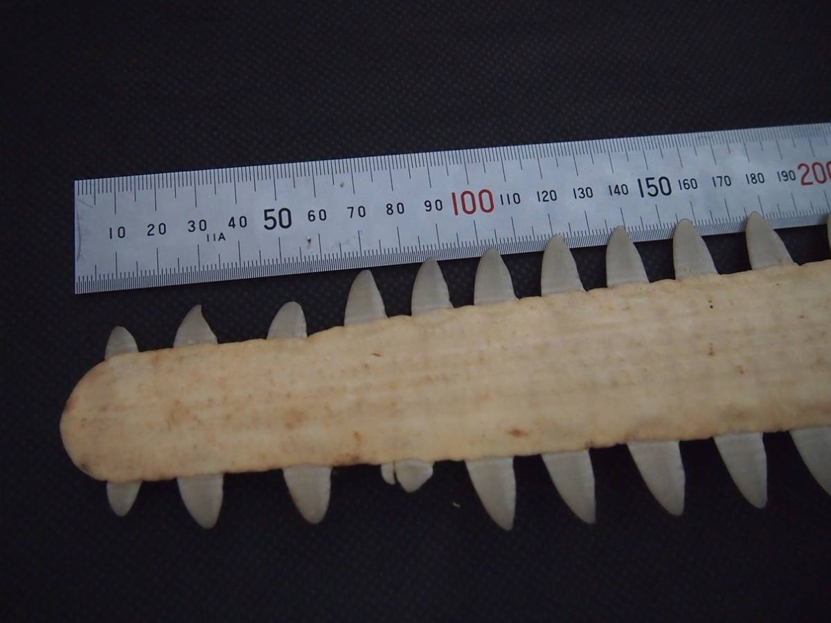 ノコギリエイ 吻 サメ 長さ60㎝ 歯 ギザギザ ノコギリ ソー 剥製 標本