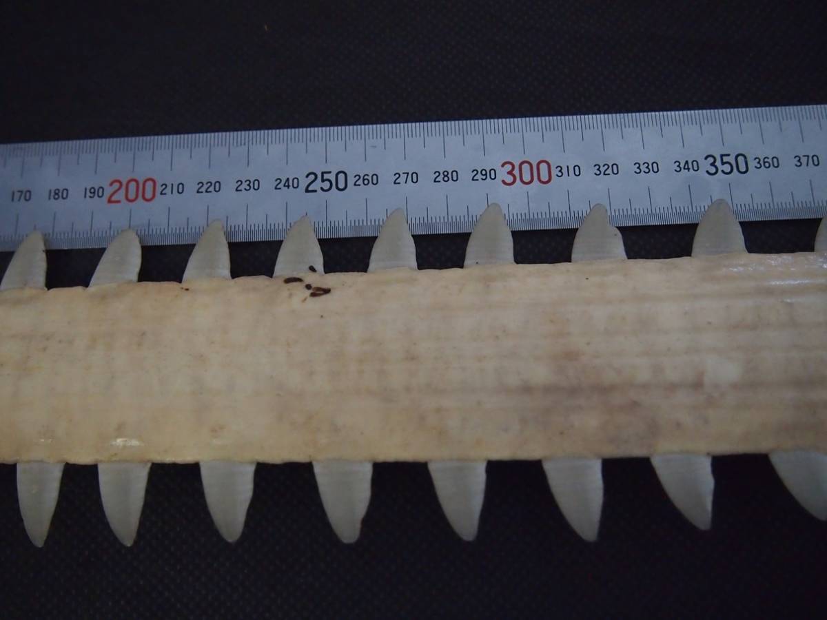 ノコギリエイ 吻 サメ 長さ60㎝ 歯 ギザギザ ノコギリ ソー 剥製 標本