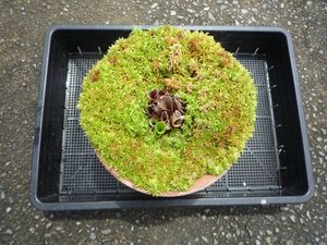 ミズゴケのヤフオク の相場 価格を見る ヤフオク のミズゴケのオークション売買情報は66件が掲載されています