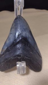 メガロドン 化石のヤフオク の相場 価格を見る ヤフオク のメガロドン 化石のオークション売買情報は14件が掲載されています