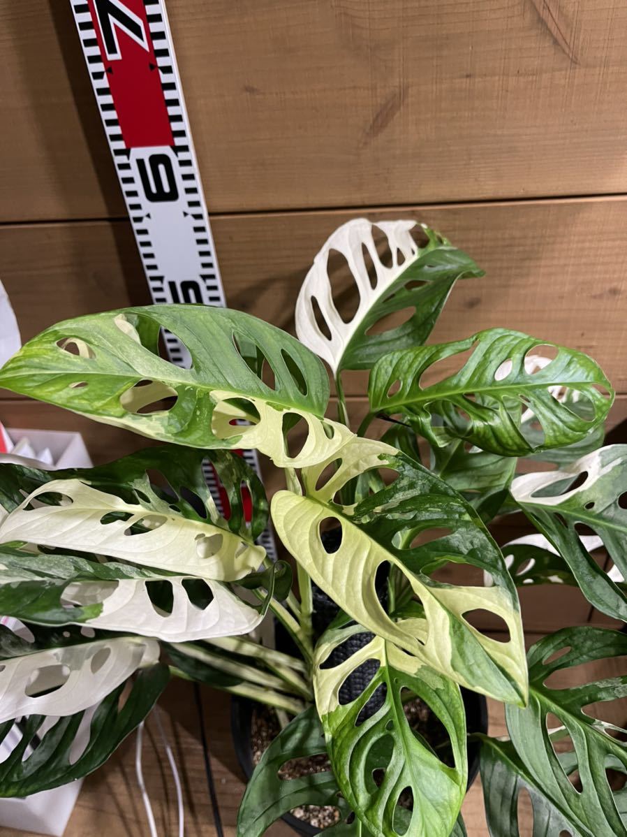極斑　斑入り　マドカズラ Monstera adansonii variegata giant leaf variegated モンステラ　アダンソニー　