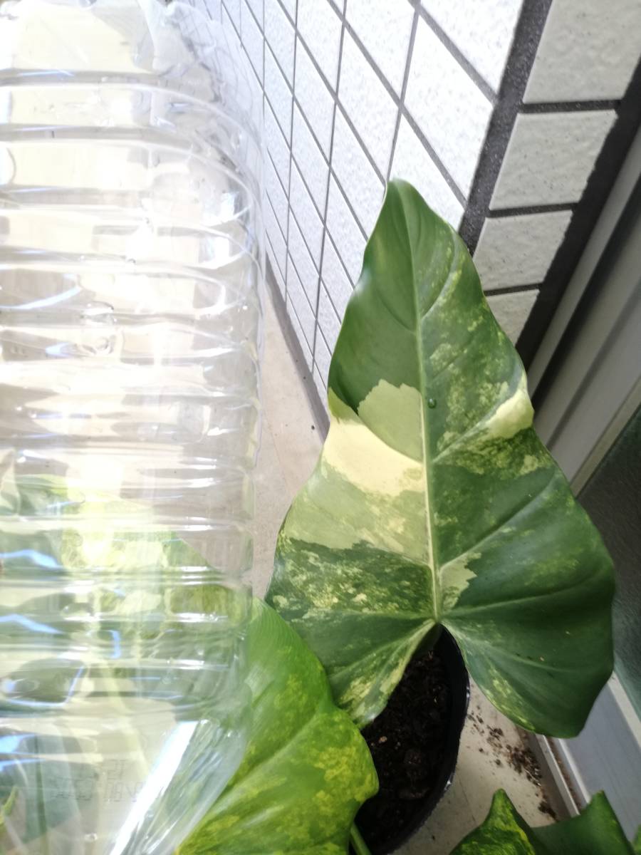 フィロデンドロン　ドメスティカム　斑入り_1