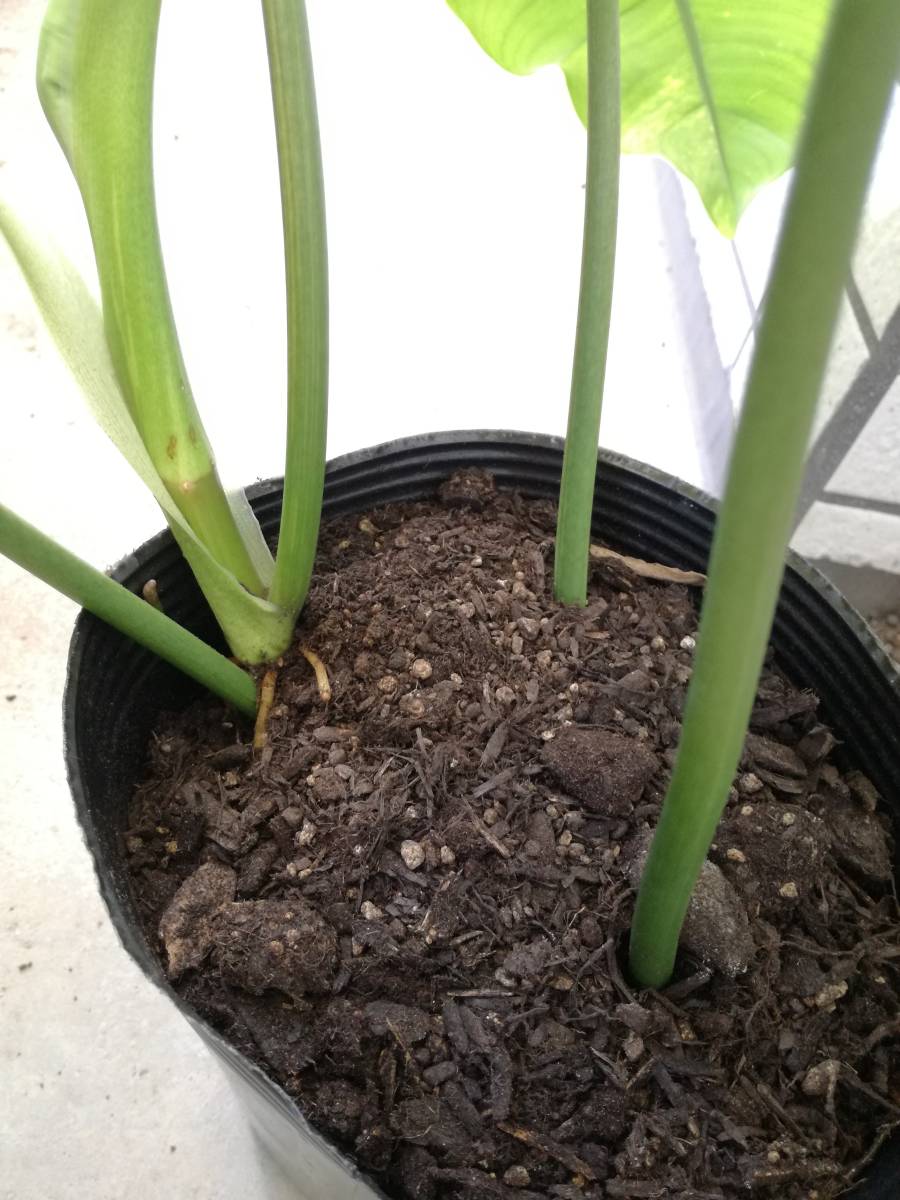 フィロデンドロン　ドメスティカム　斑入り_2