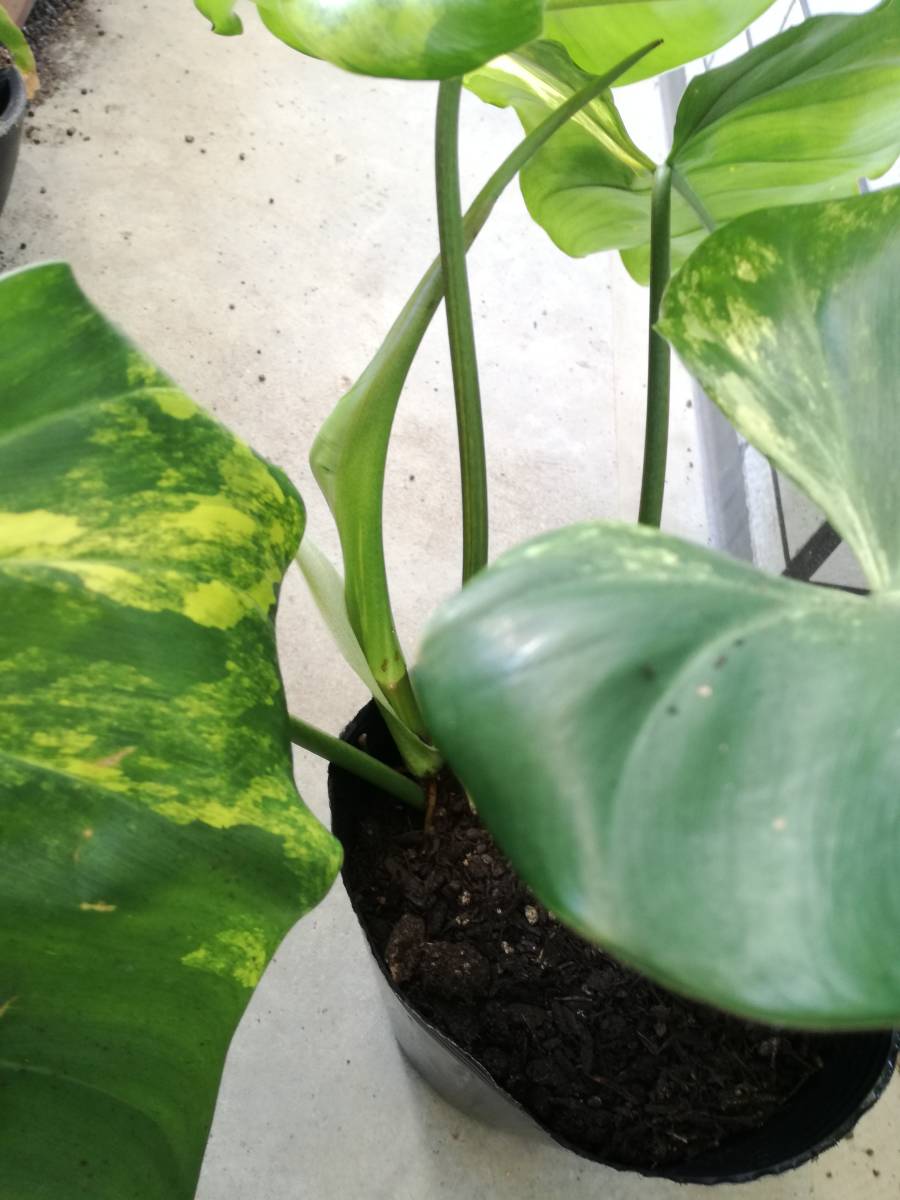 フィロデンドロン　ドメスティカム　斑入り_3