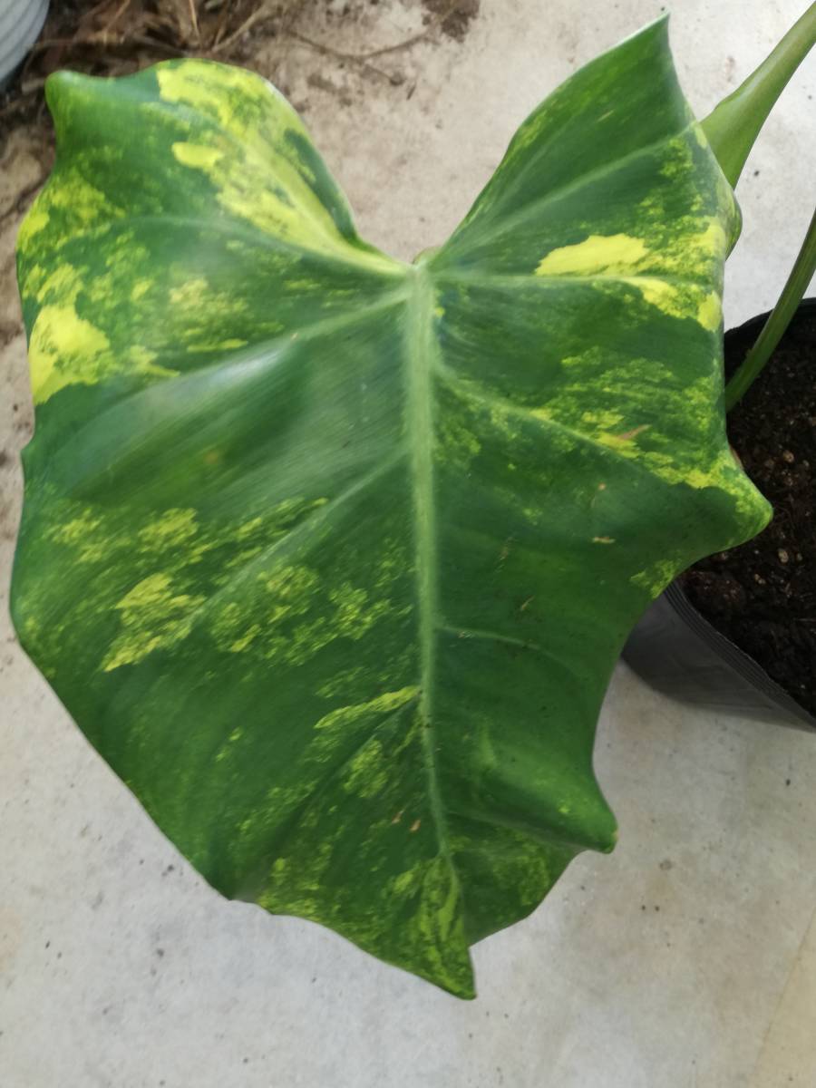 フィロデンドロン　ドメスティカム　斑入り_4
