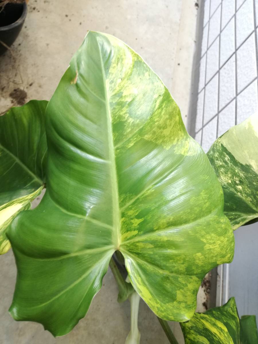 フィロデンドロン　ドメスティカム　斑入り_5