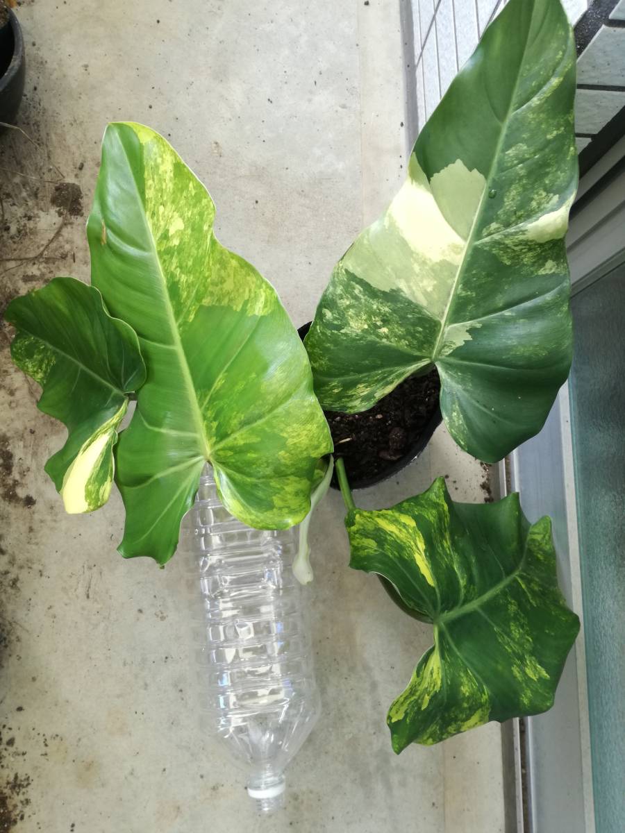 フィロデンドロン　ドメスティカム　斑入り_6