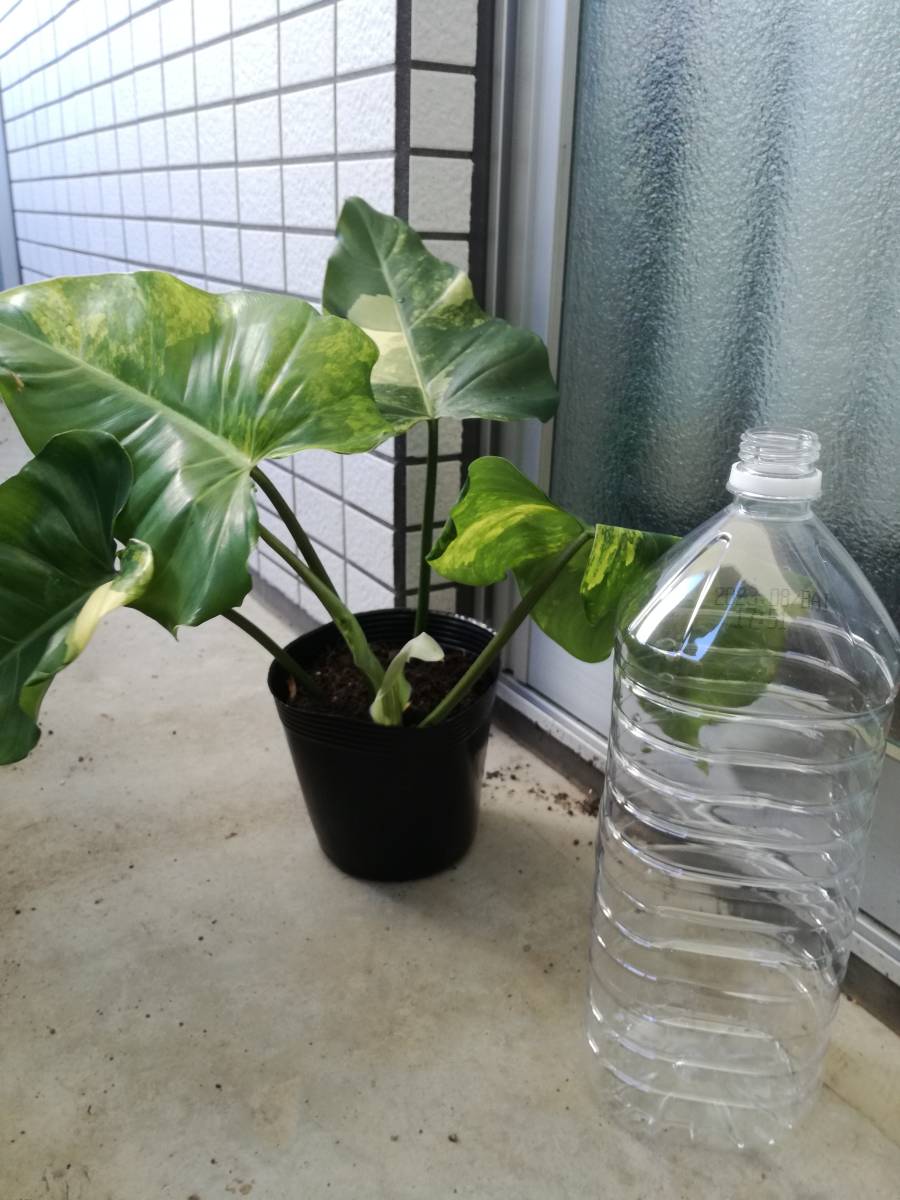 フィロデンドロン　ドメスティカム　斑入り_7