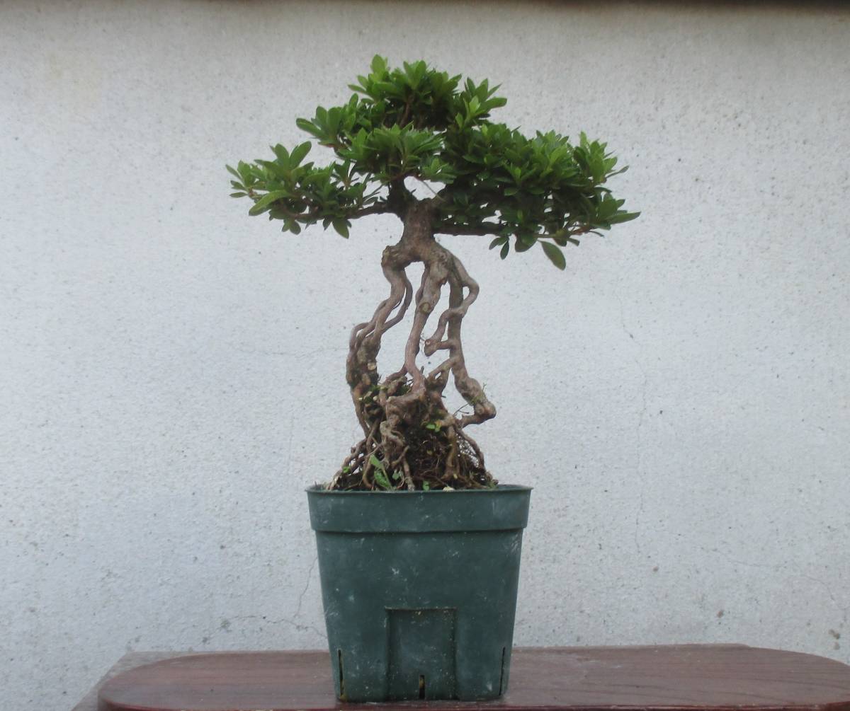 盆栽 さつき 皐月 【明美の月】樹高11cm 小品盆栽