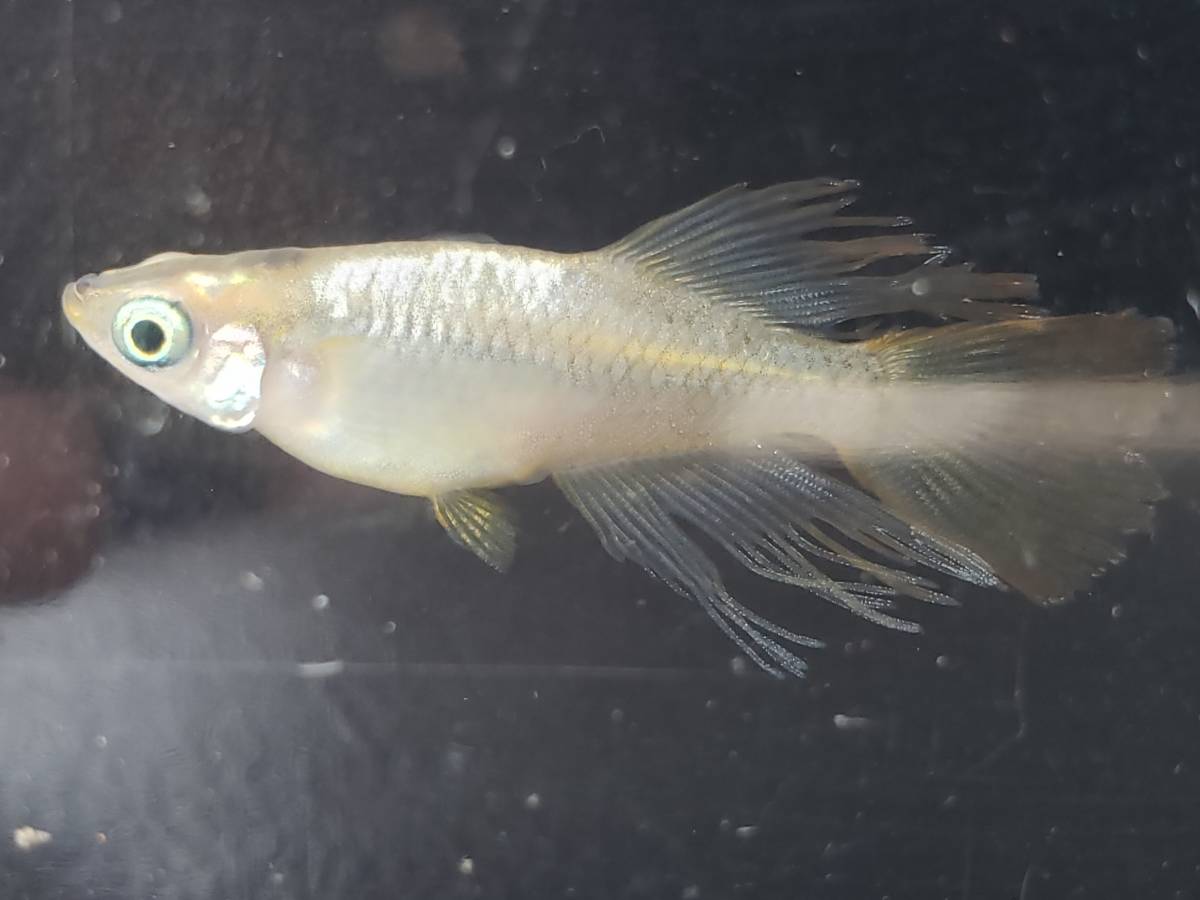 ＊現物出品＊　バタフライ　成魚から若魚　10匹　メダカ　めだか　♪伸道めだか♪_1