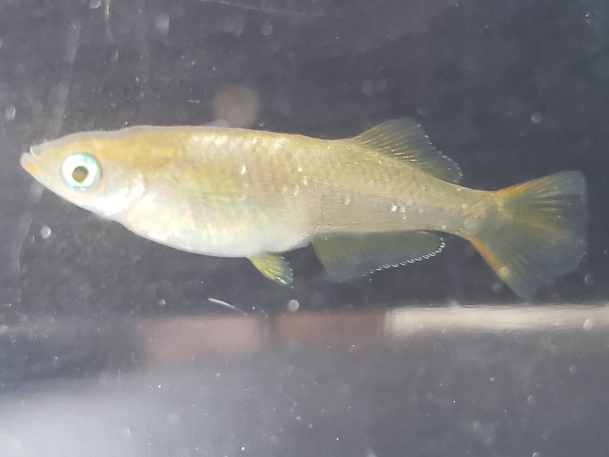 ＊現物出品＊　バタフライ　成魚から若魚　10匹　メダカ　めだか　♪伸道めだか♪_2