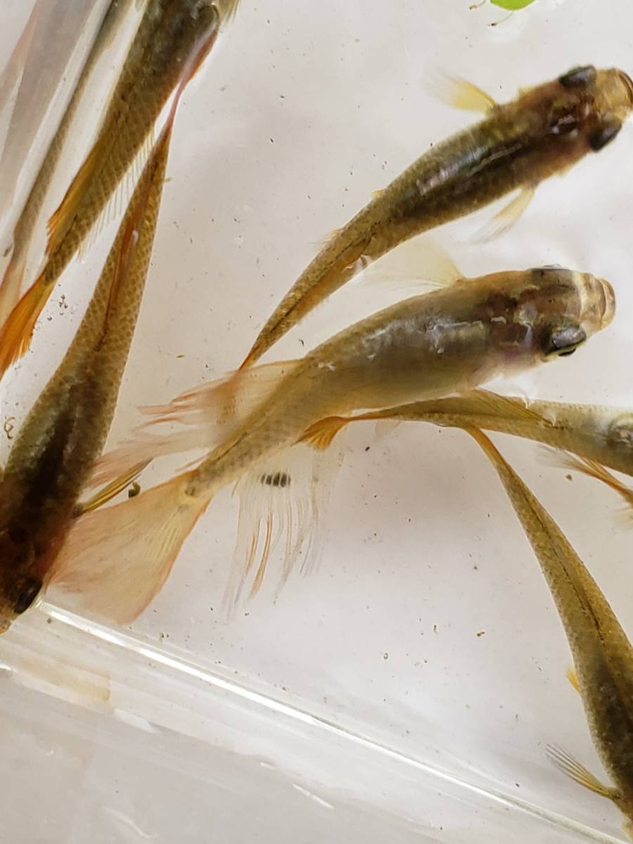 ＊現物出品＊　バタフライ　成魚から若魚　10匹　メダカ　めだか　♪伸道めだか♪_3