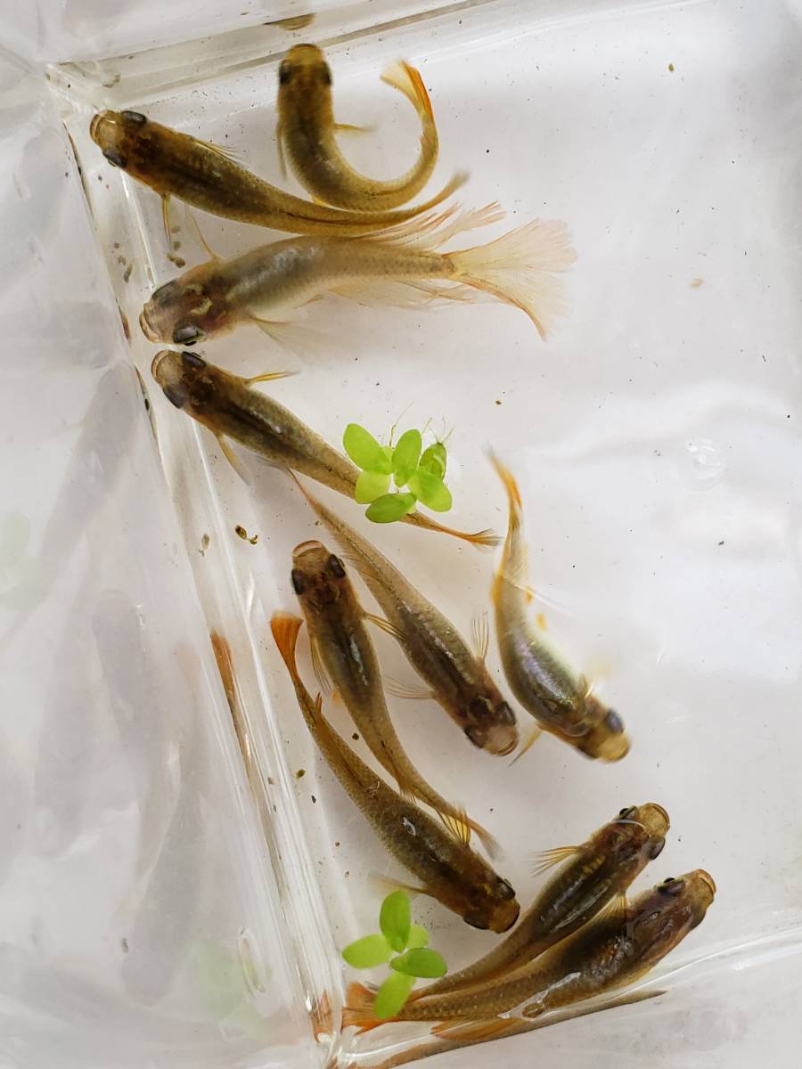 ＊現物出品＊　バタフライ　成魚から若魚　10匹　メダカ　めだか　♪伸道めだか♪_4